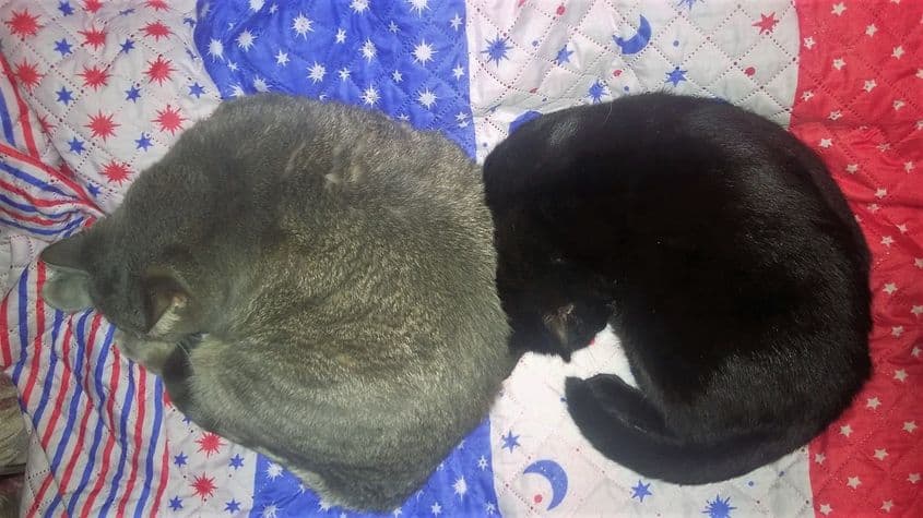 Katia și Alis Pisichet, la un exercițiu de somn sincron. Foto: Bogdan Matei