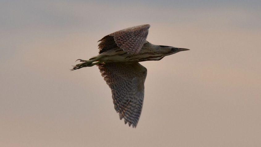 Buhai de baltă. Foto: Emil Todorov