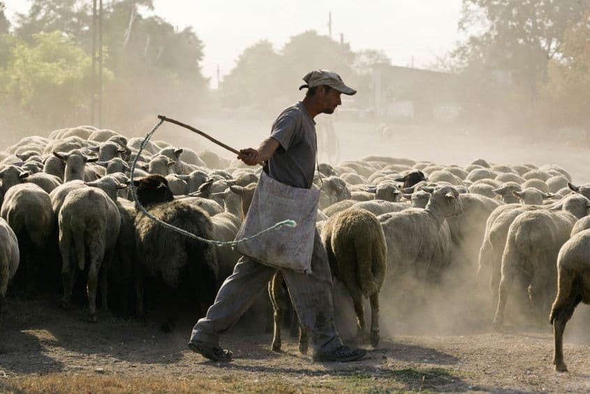 Transhumanța de astăzi: Vadu, județul Constanța. Foto: Lucian Muntean.