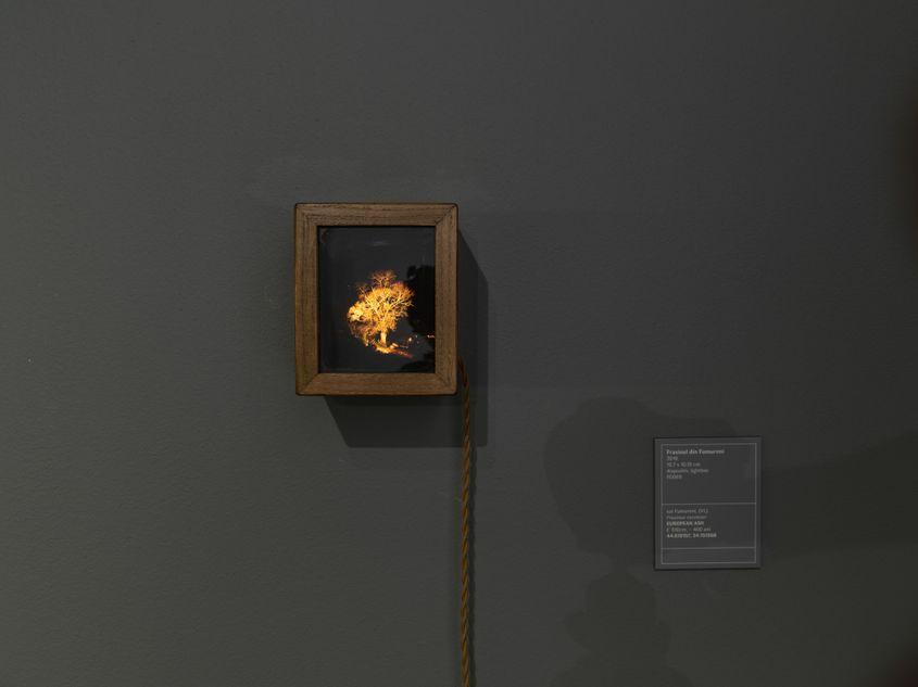 Imagine din expoziţia „Arbori bătrâni”.