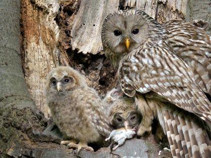 Așa au crescut niște huhurezi mari