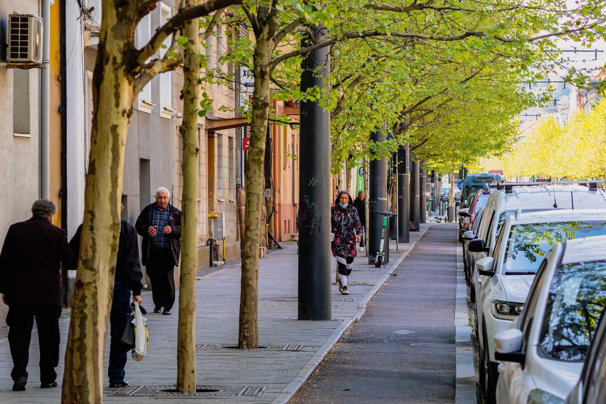 Platani pe strada Horea. Foto: Vakarcs Loránd