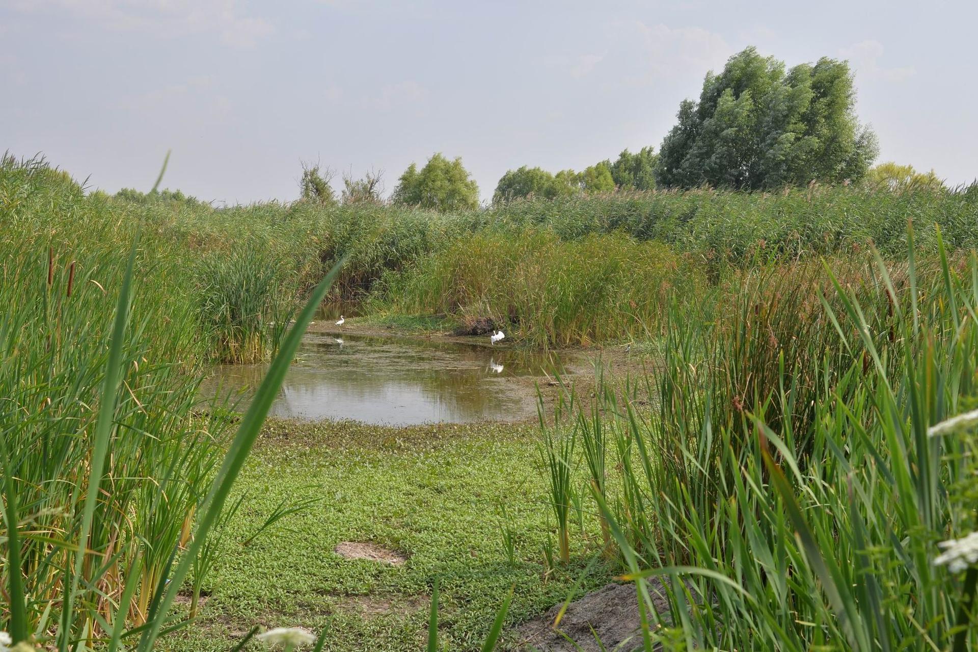 Parcul Natural Văcărești. Foto: Lucian Muntean