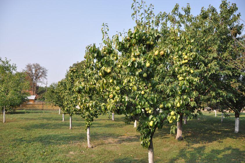 Pometul Bunicii din Mihăileni.
