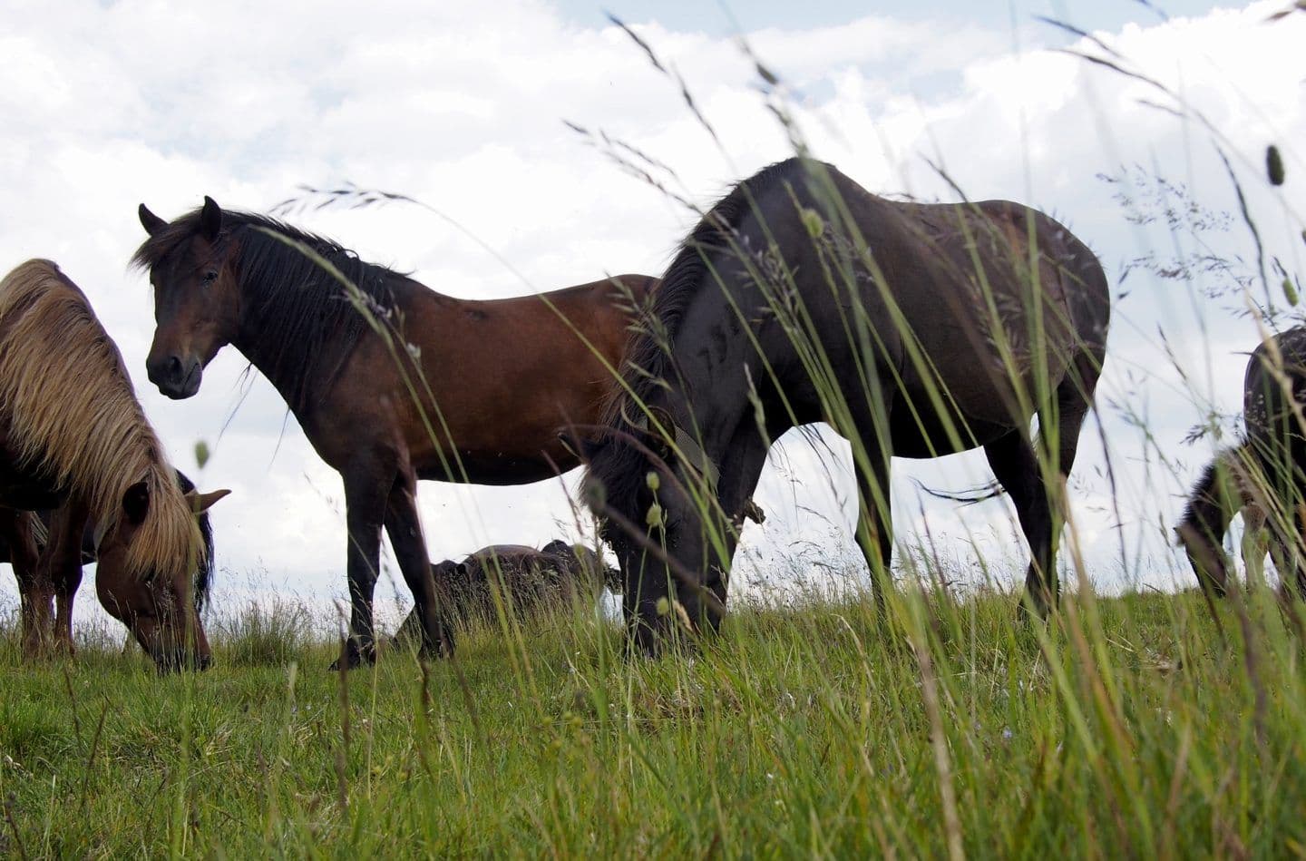 Uneori, dai și de cai. Foto: Voicu Bojan