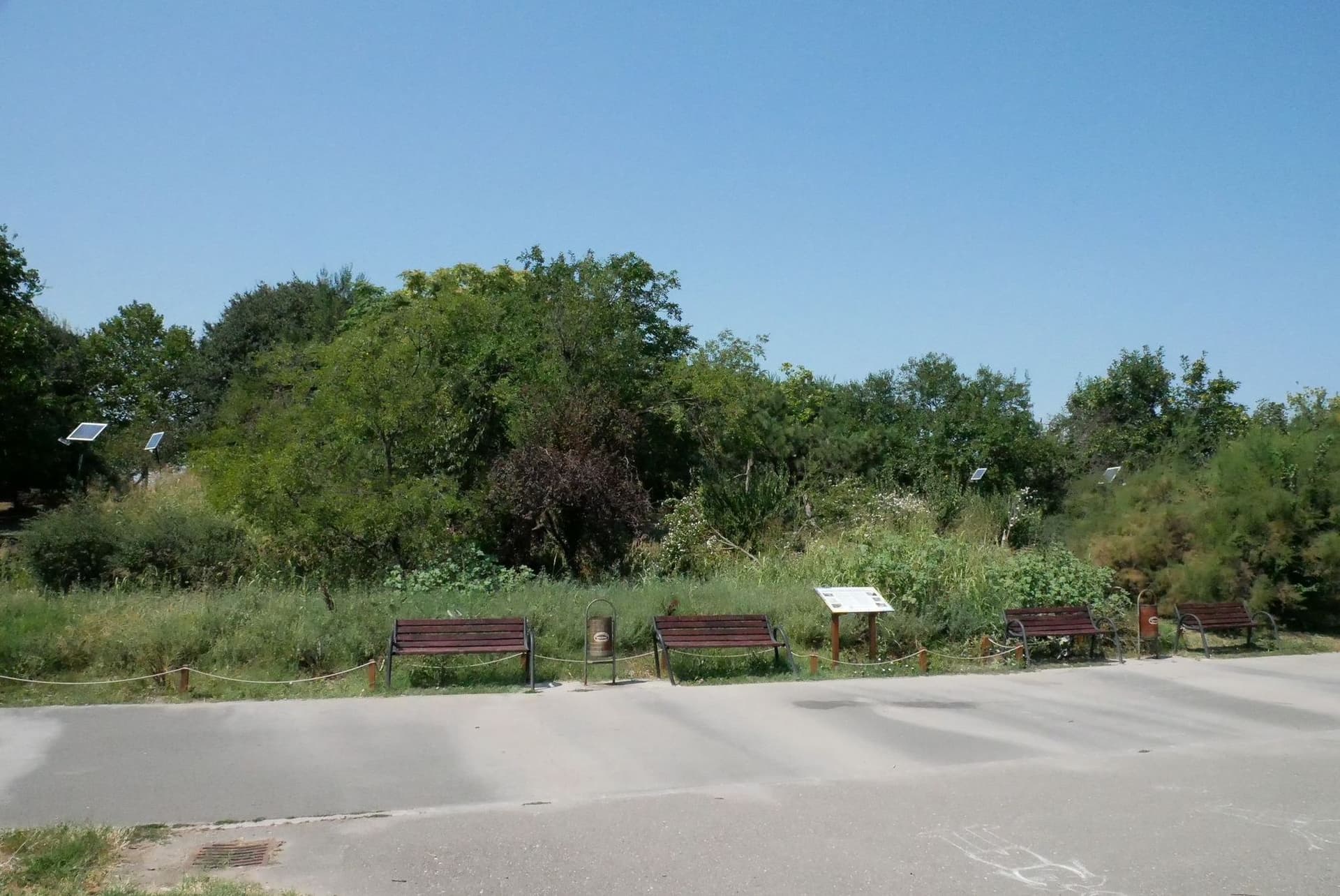 Grădina de ploaie din parcul Tineretului, proiect al <a target="_blank" href="https://parculnaturalbucuresti.ro/" data-type="URL" data-id="https://parculnaturalbucuresti.ro/" target="_blank" rel="noreferrer noopener">Asociației Parcul Natural București</a>. Foto: Norbert Nemeș