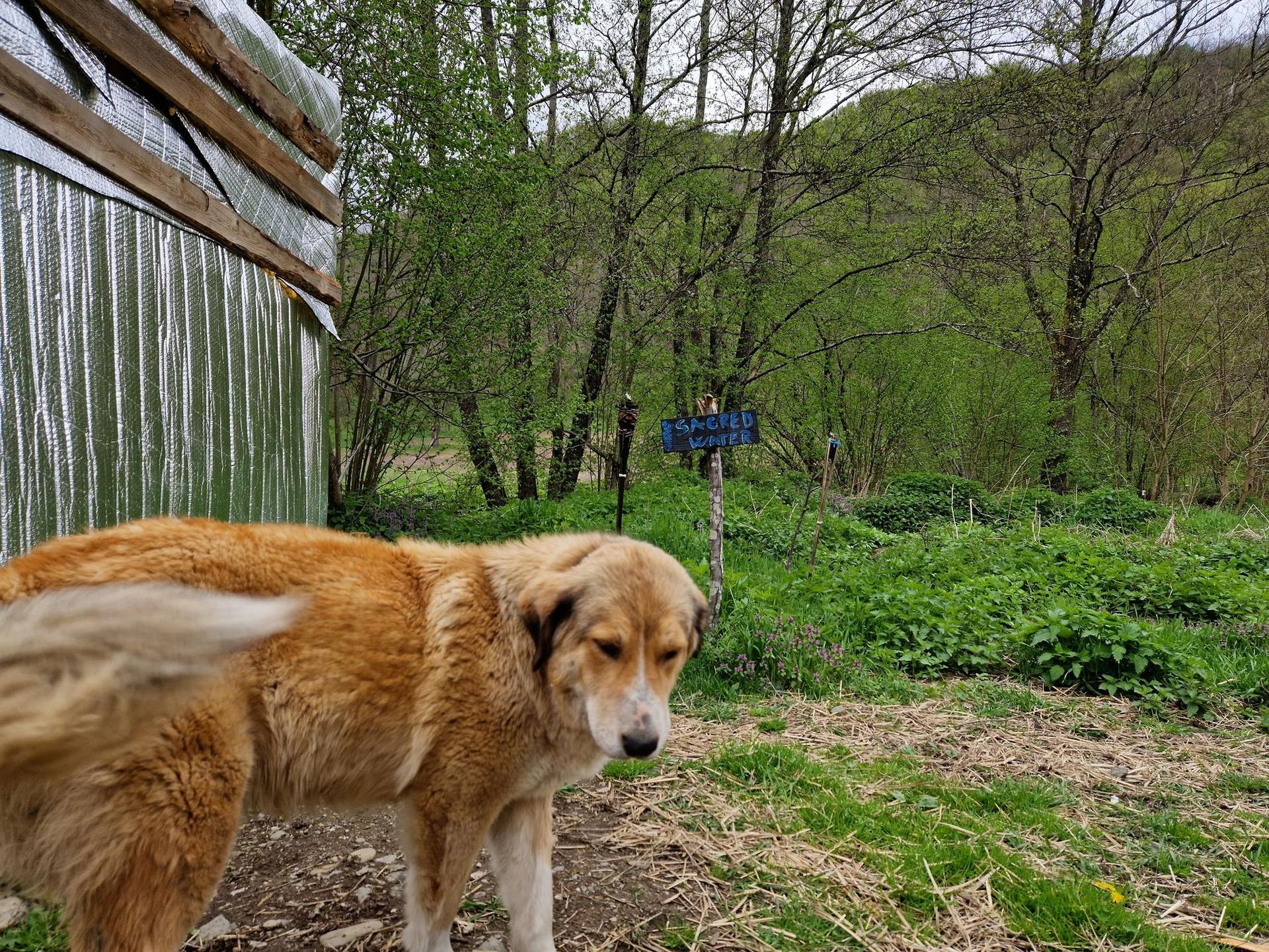 Ferma e păzită de două cățelușe foarte prietenoase. Foto: Răzvan Filip