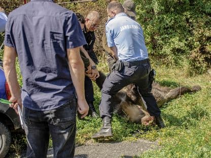 Criza urșilor (II). Cum am putea salva și oamenii și urșii, dar suntem prea incompetenți să o facem