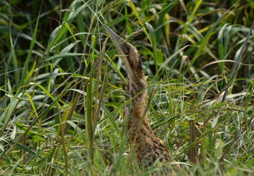 Buhai de baltă camuflat. Foto: Emil Todorov