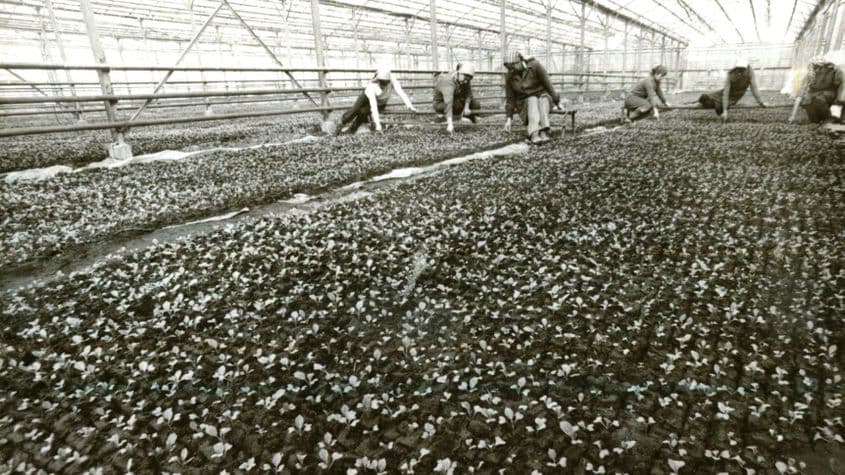 Deși aveau doar duminica liberă, muncitorii români erau forțați deseori să strângă recolta, alături de studenți și chiar elevii de liceu - Foto: Fototeca online a comunismului românesc, Fotografia #W090