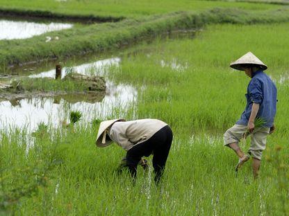 Hoi An, Vietnam. Despre război și o misterioasă ilustrată de trimis acasă.