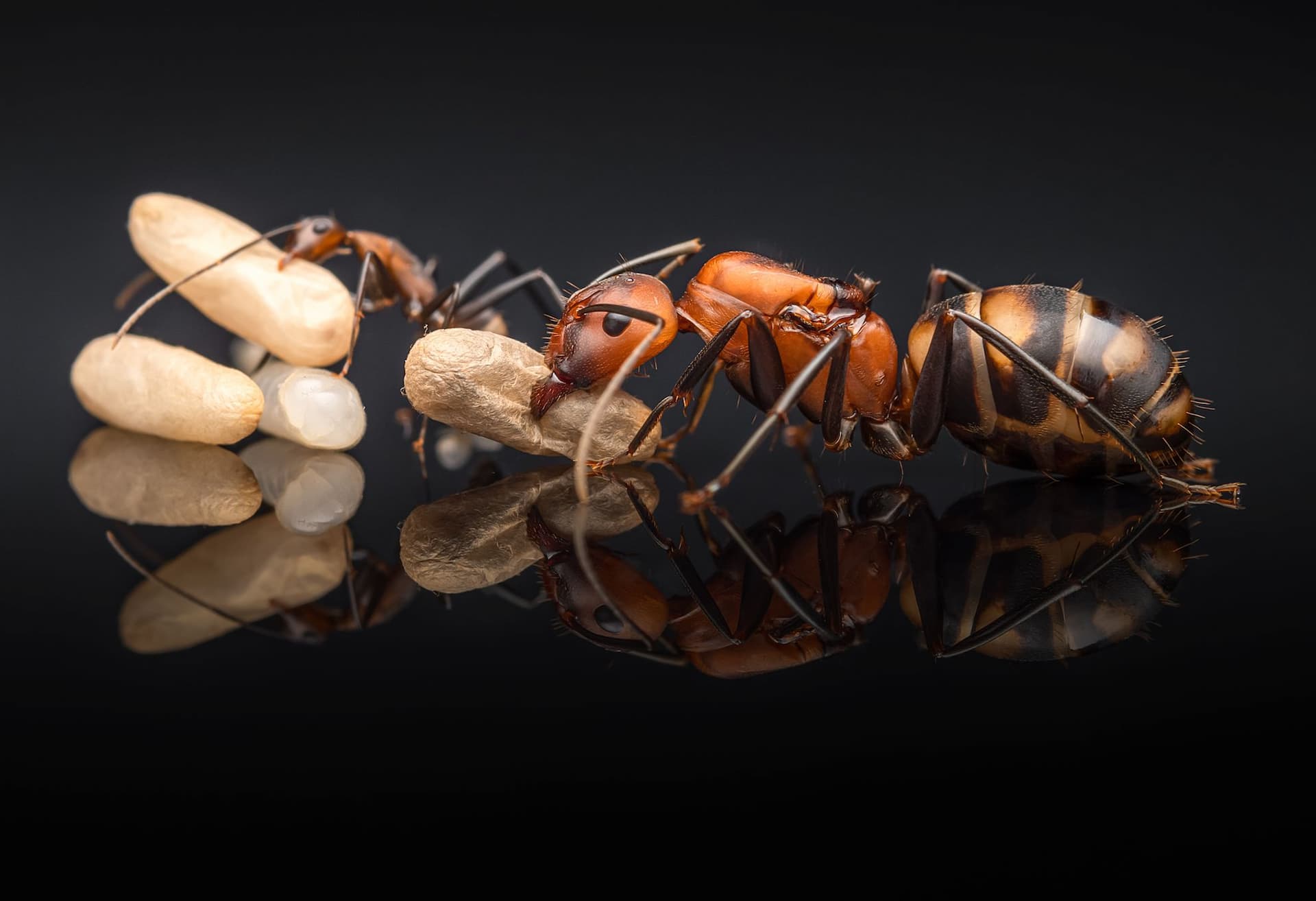 Foto: Eduard Florin Niga