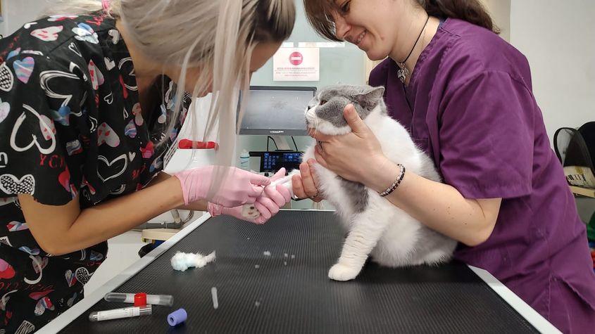 Foto: Charlie's Clinic Vet