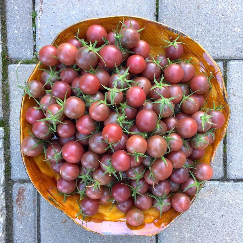 Roșii culese în octombrie de soții Cojocariu la Gurbănești.