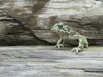 Broasca râioasă pe care prințul a refuzat s-o sărute