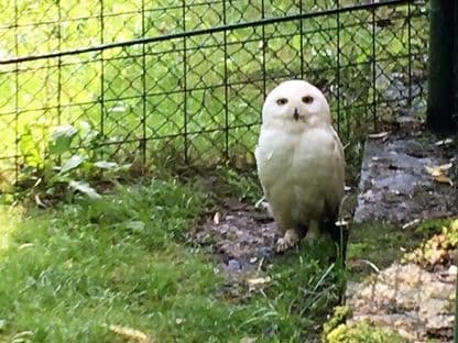 A doua călătorie a unei bufnițe polare