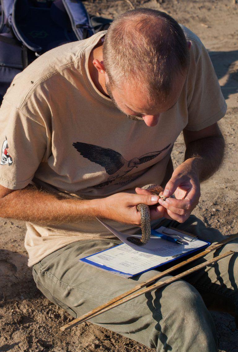 Un boa de nisip supus măsurătorilor biometrice de Tibor Sos. Foto: Marius Iancu