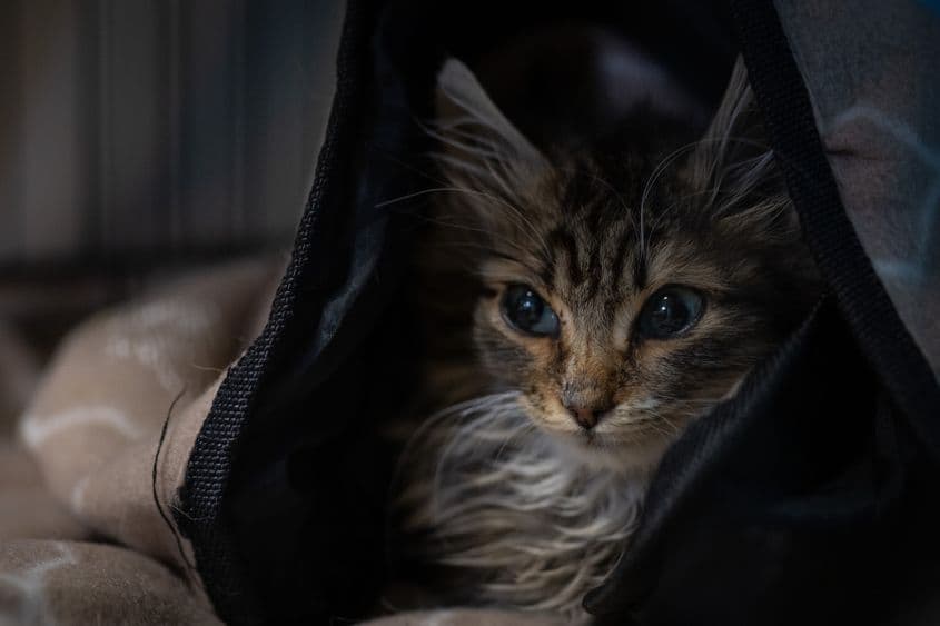 O pisică paralizată, la sediul asociației Sache, în Tărtășești, pe 12 decembrie 2024. Foto: Andreea Câmpeanu