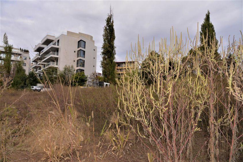 Ambrozie în Floreasca, la o lună de când Comandamentul PMB a fost convocat. Foto: Lucian Muntean