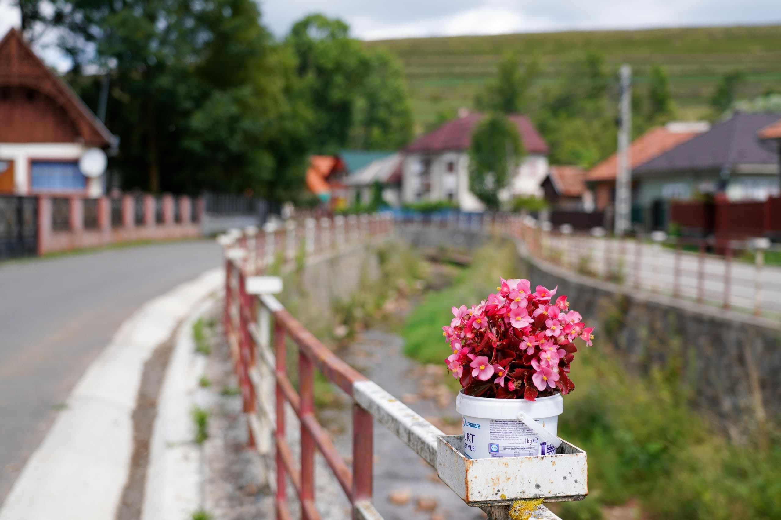 Un singur suport pentru ghivece este ocupat. Restul așteaptă cuminți vremuri mai bune