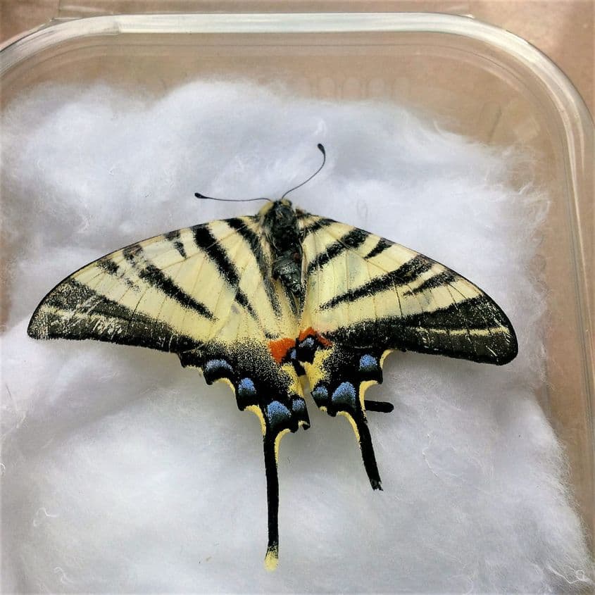 Primul element din insectarul Marei. Foto: Carmen Constantin Suditu