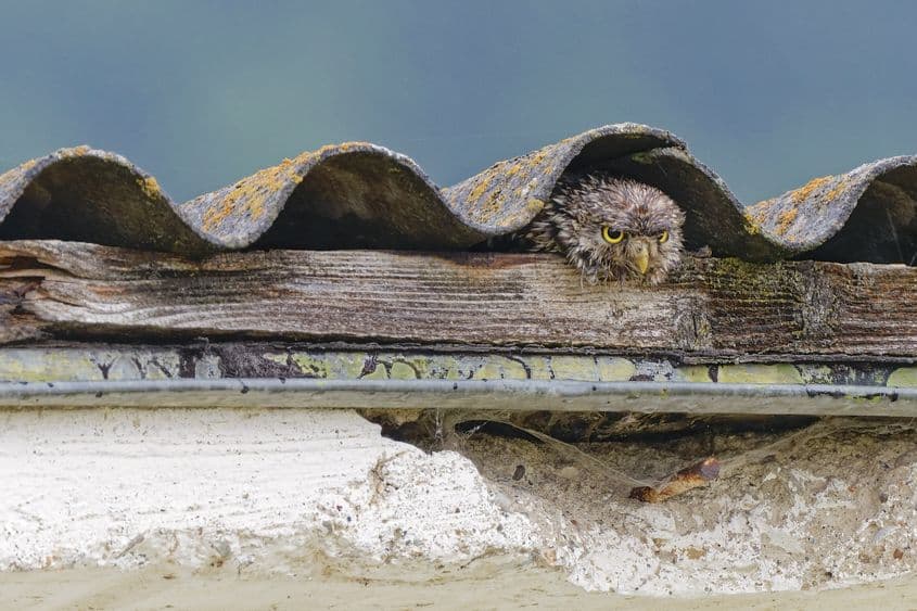 Foto: László Potozky, directorul Fundației pentru Parteneriat