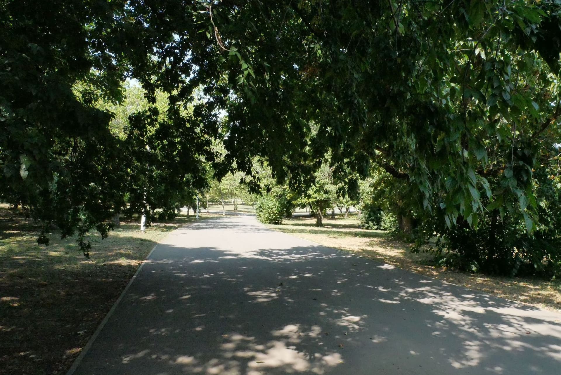 Un exemplu de umbră în Parcul Tineretului, unde coroanele arborilor maturi protejează aleile de soare, iar diferența de temperatură se simte imediat. Foto: Norbert Nemeș