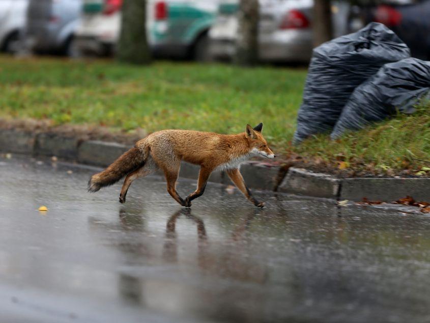 Vulpe în oraș. foto: dreamstime.com
