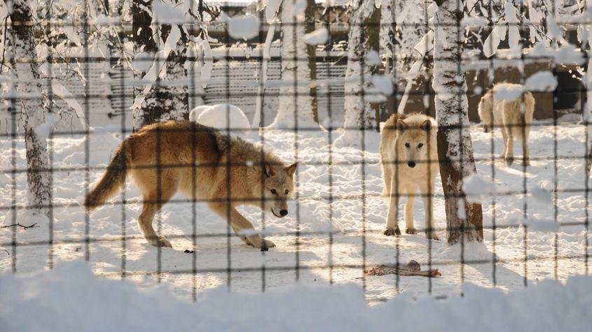 Lupi la Zoo Băneasa. Foto: Lucian Muntean
