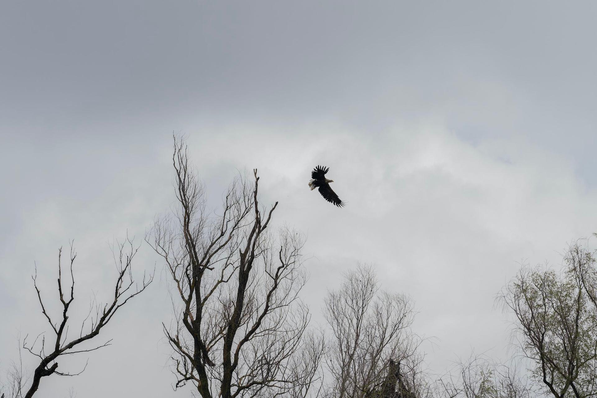 The red-tailed eagle remains in the delta all year round, so its nests are at risk of being damaged by bushfires. Photo: Andreea Câmpeanu