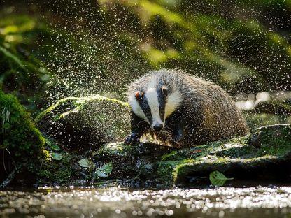 Picăturile de noroc ale unui bursuc