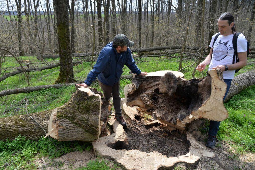 Doi stejari tăiați, care, atunci când au fost pe picior, erau adăpost pentru animale, favorizând biodiversitatea