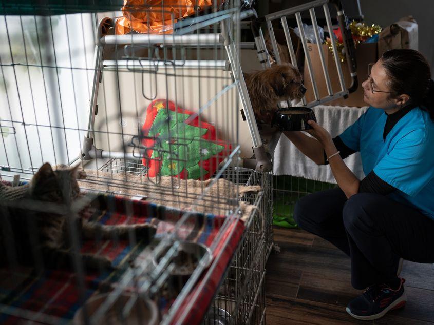 Janina Cîrstea, medic veterinar, dă de mâncare unui câine, la sediul asociației Sache, în Tărtărești, pe 12 decembrie 2024. Andreea Câmpeanu