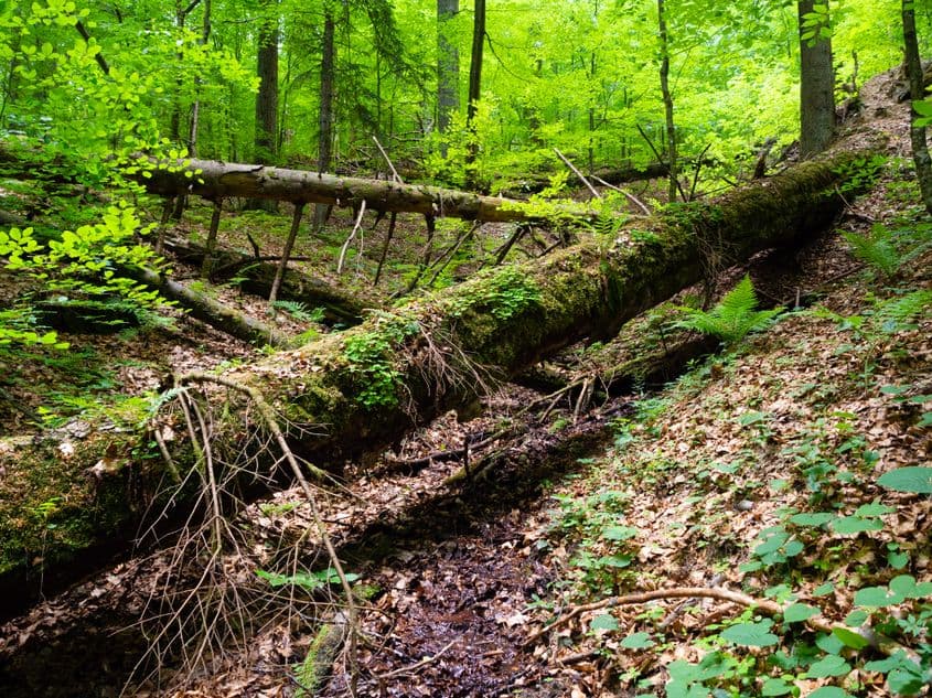 „Aici avem o doborâtură relativ recentă, de 3-4 ani. Peste 10 ani, semințișul ăsta o să explodeze că n-o să te mai poți băga prin el. Imaginați-vă pădurea asta ca pe-un mozaic, cu milioane de pistoane, toate alternând: unele cresc, altele cad, iar asta le conferă o structură foarte puternică. Pădurile astea nu vor fi afectate nici de factorii biotici, nici de vânturi, fiindcă lupta lor e continuă pentru existență. Pădurea asta e o lecție de cultură civică sau de antropologie: cum putem să fim într-o concurență pentru binele comun?”, explică Radu Vlad.