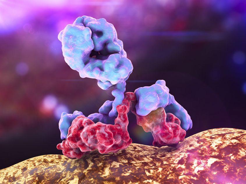 Imunoglobulină atacând o bacterie. Foto: Kateryna Kon / Dreamstime.com