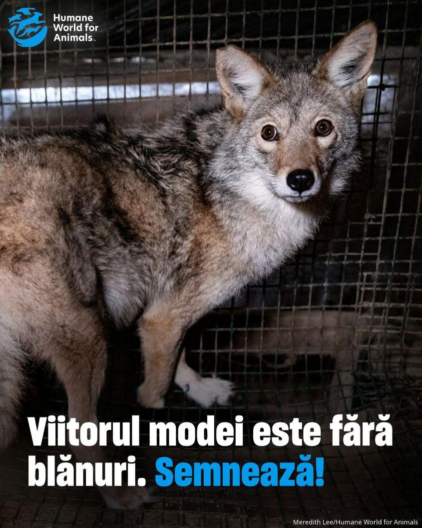 Gucci, Prada, Chanel, Versace și peste 1.600 de alte branduri au eliminat complet blana din colecțiile lor.