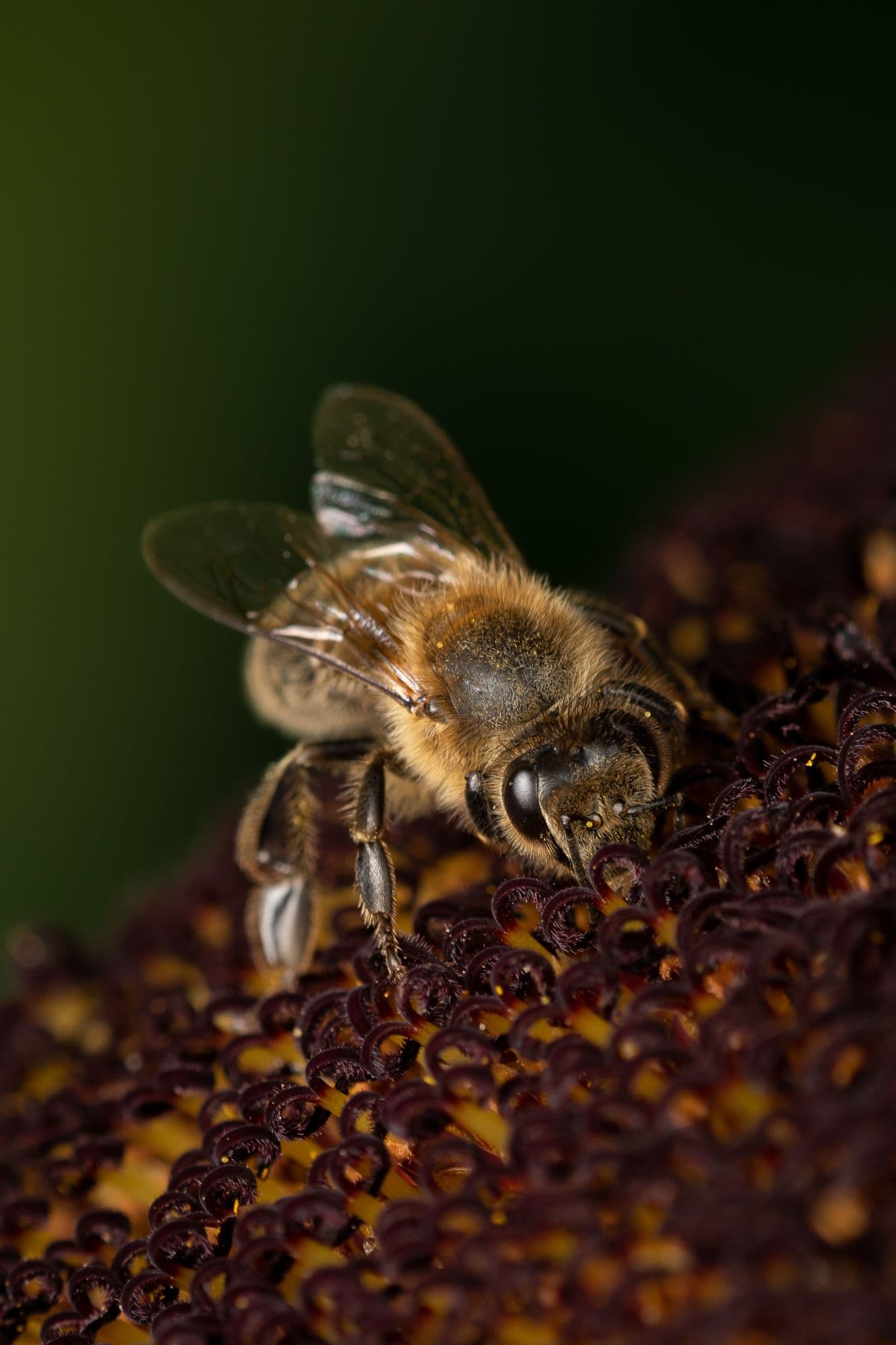 Foto: Eduard Florin Niga