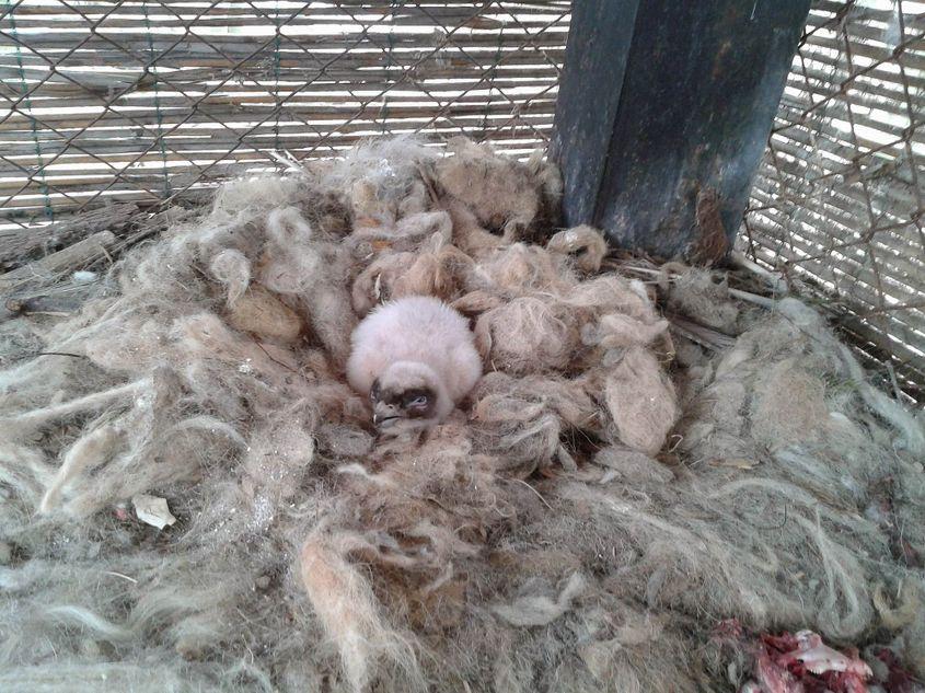 Micuțul Adonis, pe 19 februarie 2014, la trei zile de la eclozare, în culcușul pregătit pentru el la grădina zoologică din Ostrava. Foto: Renata Halfarová