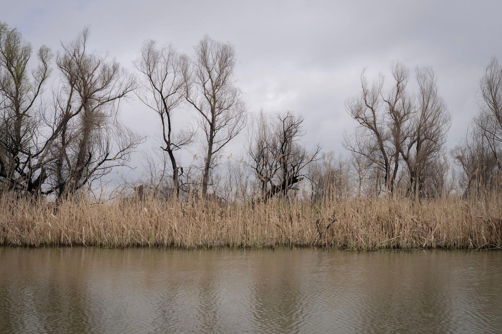Chiar dacă stuful s-a regenerat, în spatele lui, arborii afectații de incendii n-au mai înverzit. Gorgova. Foto: Andreea Câmpeanu