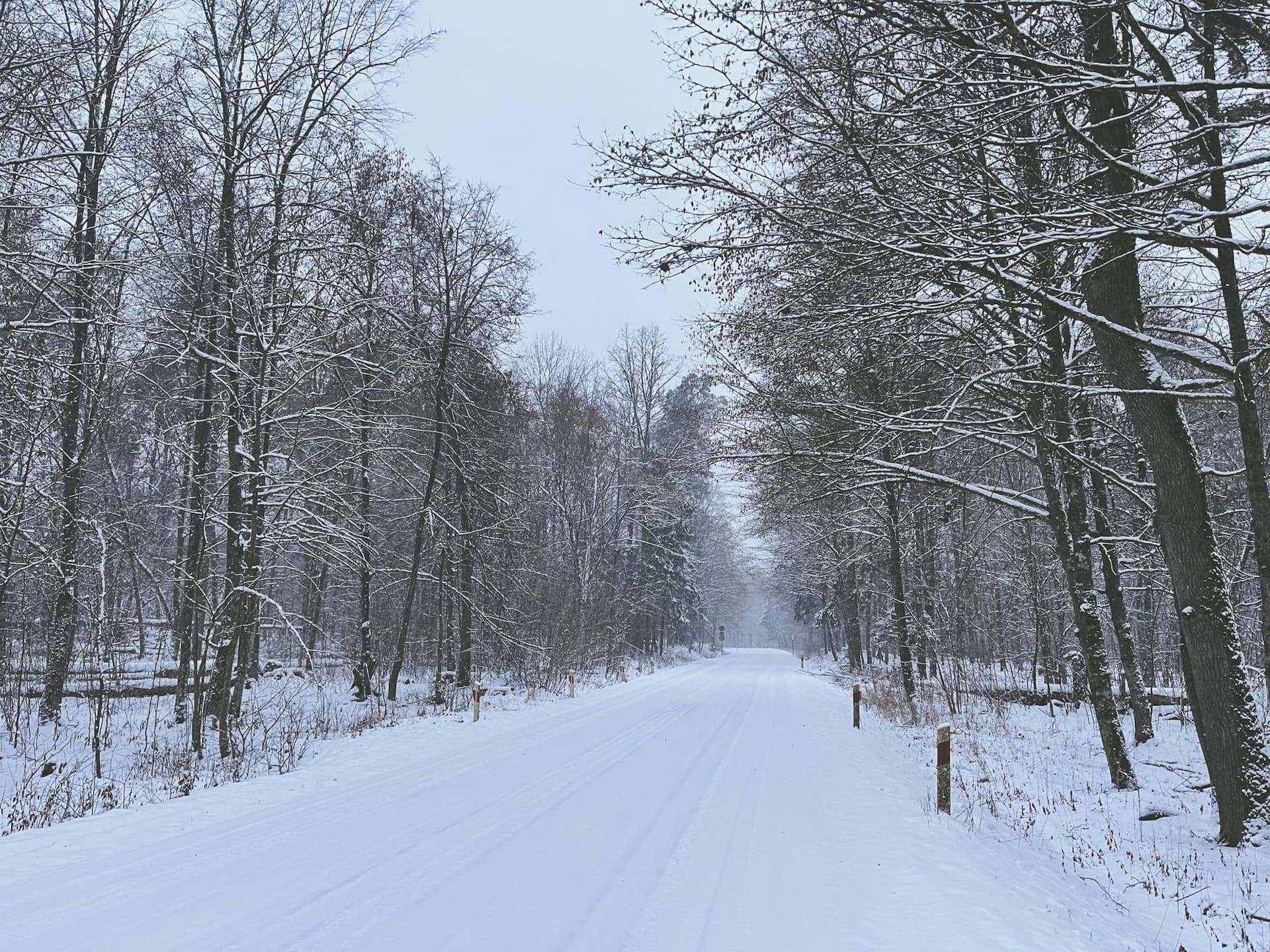 Pădurea Białowieża