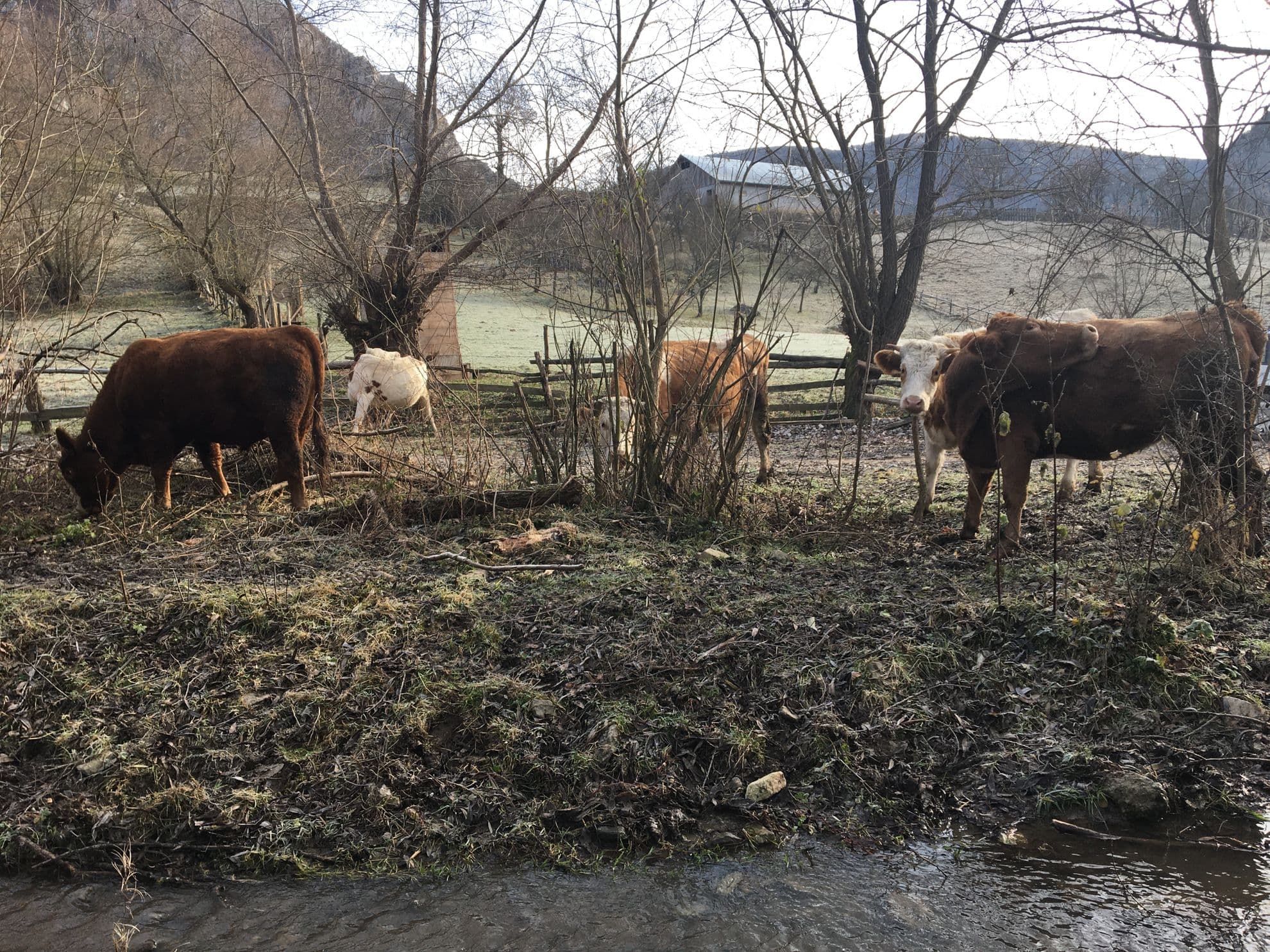 Vaci în apropiere de ferma primarului Bujor Petruț, la intrarea în Cheile Geogelului, comuna Ponor. Foto: Bianca Felseghi.