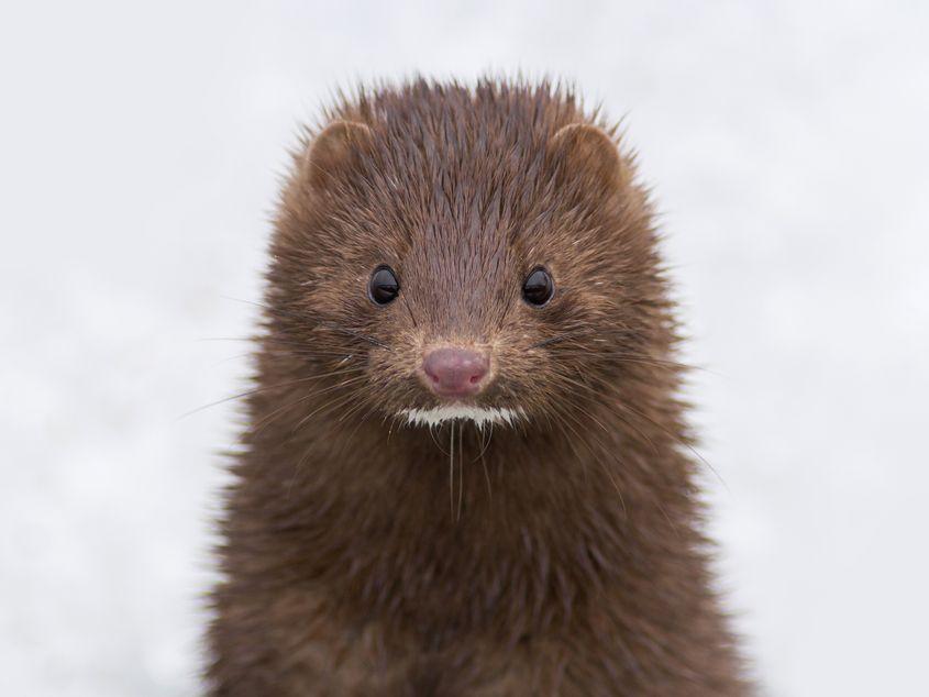 Nurcă. Foto: ID 60569176
© Trevor Jones
| Dreamstime.com