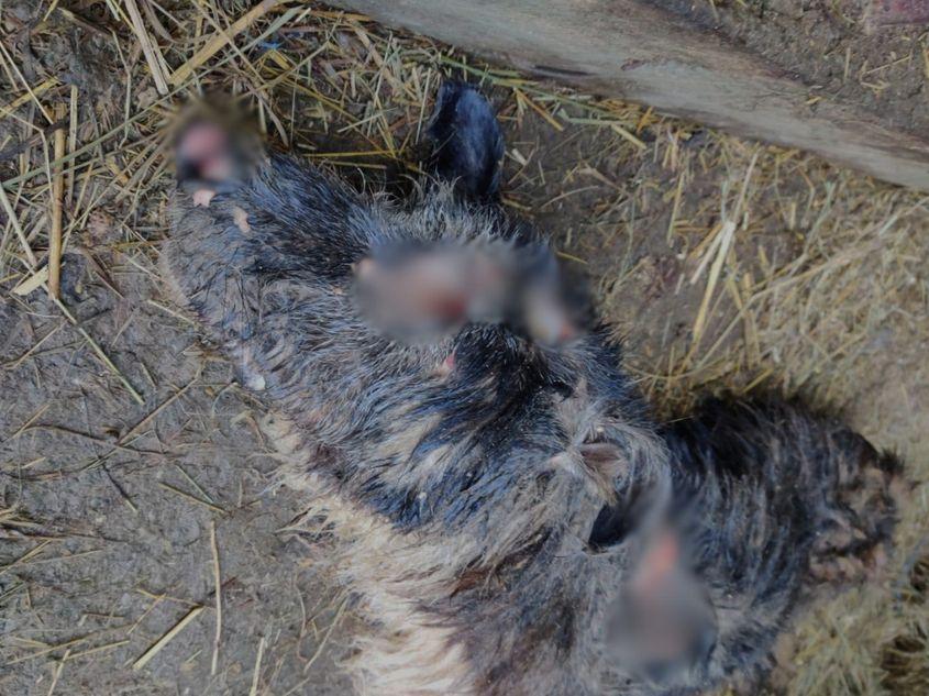 Câinii din adăpostul de la Codlea mor de foame și din cauza bolilor
Foto: Lucian Rad