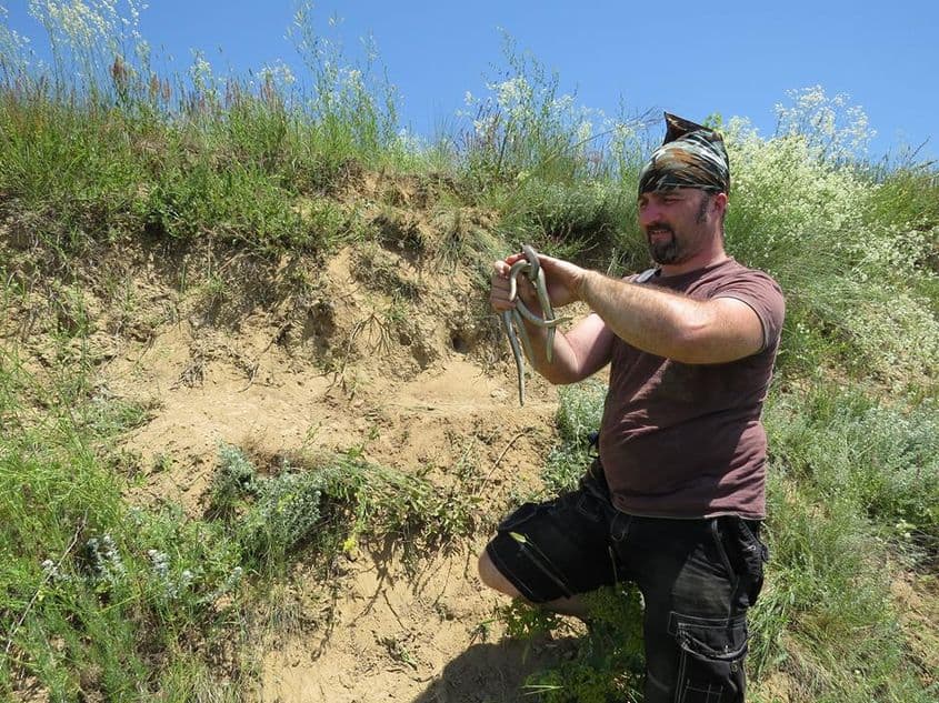Doru Panaitescu avea să găsească indivizi tineri de boa de nisip și în 2015. Foto: Vlad Cioflec