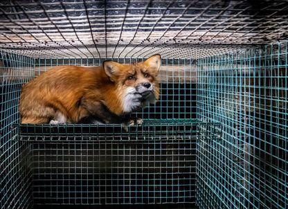 Ultima gură de aer: de ce Europa trebuie să închidă acum, definitiv, porțile fermelor de blănuri