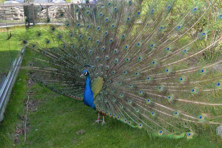 Un păun de la Muzeul Skansen din Stockholm (Suedia) s-a înfoiat de față cu fotograful Lucian Muntean.
