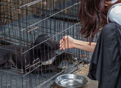 Cum ar trebui gestionată problema câinilor fără adăpost și de ce sistemul actual a eșuat: primarilor li se pare mai eficient și mai rapid să vină cineva, să prindă câinii și să-i omoare