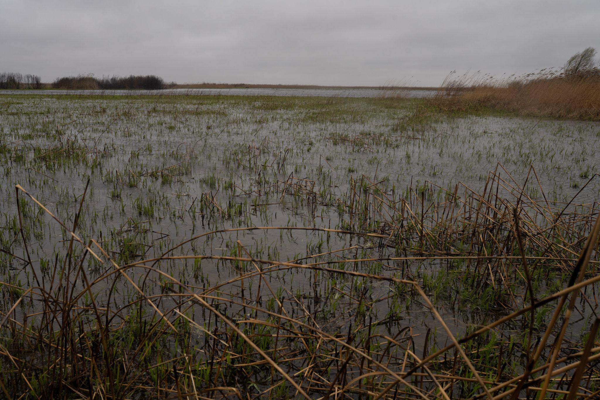Fresh reed grows in place of burnt reeds near Sfântu Gheorghe. This was a site of bushfires in December 2022. Local residents say that in spring this area will be full of fresh green reeds. Photo: Andreea Câmpeanu