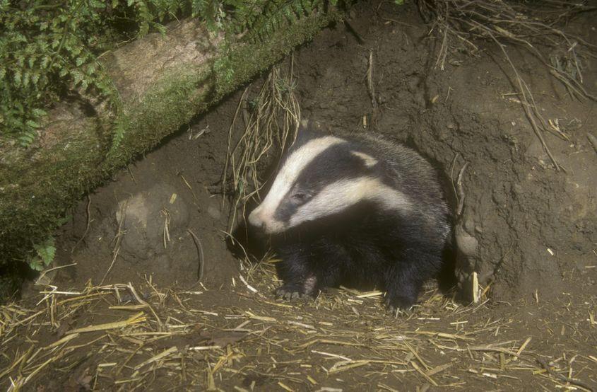 La o ieșire din vizuină. Foto: Dreamstime/Mikelane45