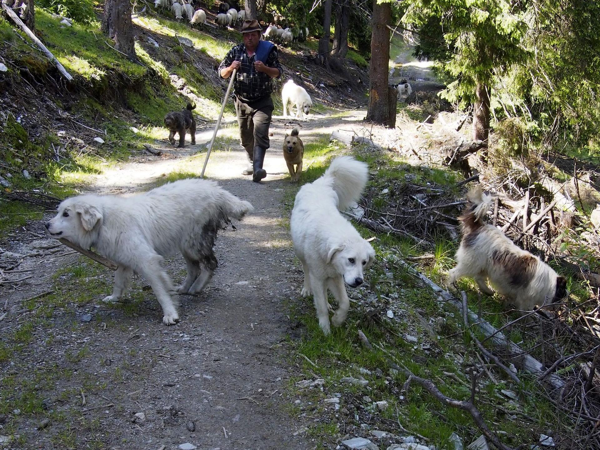 Cioban de treabă și câinii săi. Cazul fericit.